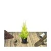 Cyprès De Lambert, Cyprès De Monterey Macrocarpa Goldcrest/pot De 3l - 40/60 Cm -VIDAXL Soldes Magasin 63ed2f686eddc1.31872462