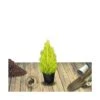 Cyprès De Lambert, Cyprès De Monterey Macrocarpa Wilma/pot De 3l - 40/60 Cm -VIDAXL Soldes Magasin 63ed2f78deccf7.81348440