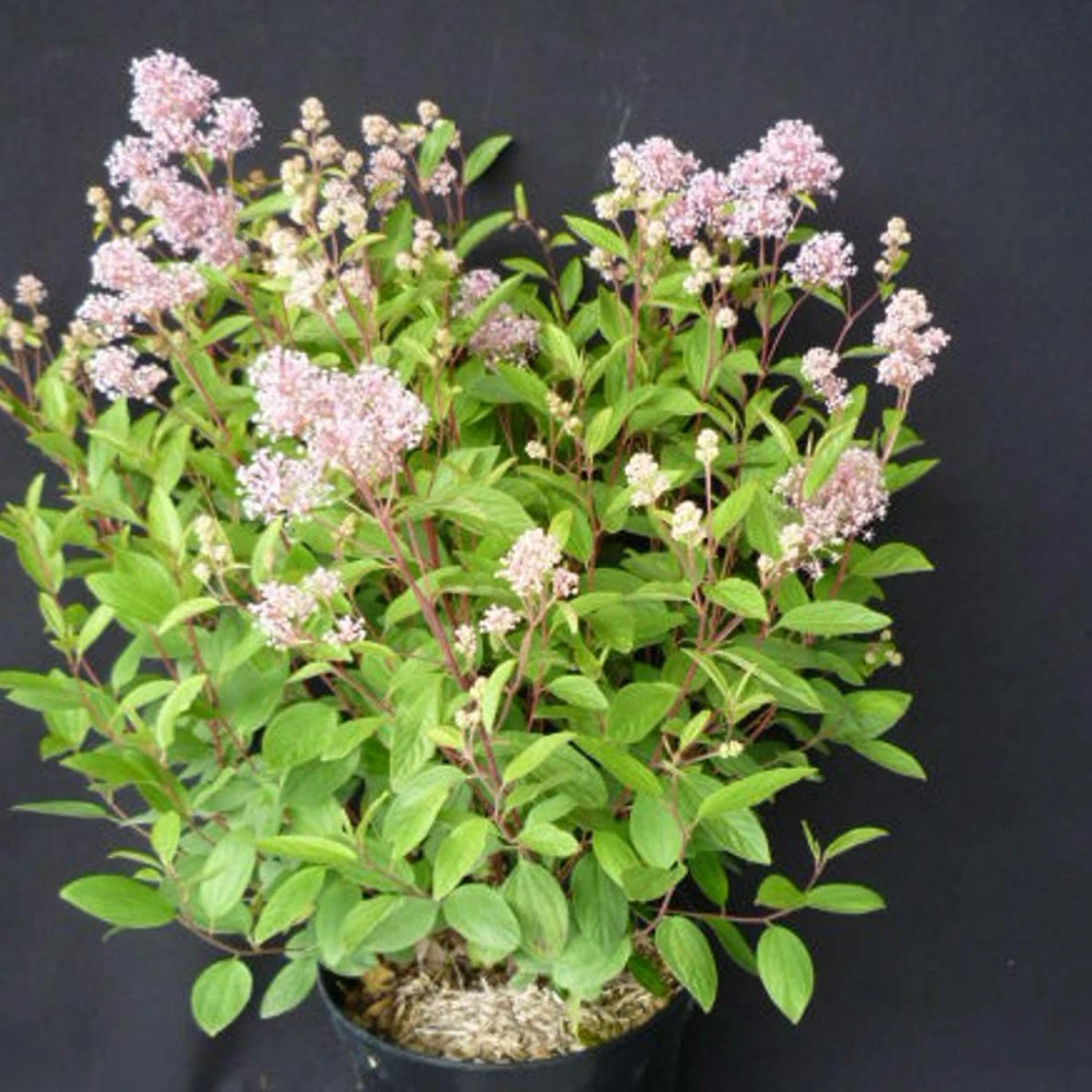 Ceanothe Pallidus Perle Rose/pot De 3 L - 40/50 Cm 3 Ceanothe Pallidus Perle Rose/pot De 3 L - 40/50 Cm