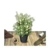 Osmanthe X Burkwoodii/pot De 7,5l - 60/80 Cm 2 Osmanthe X Burkwoodii/pot De 7,5l - 60/80 Cm -VIDAXL Soldes Magasin 63ed365c9d35b5.47098290