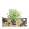 Escallonia X Donard Radiance/pot De 7,5l - 60/80 Cm -VIDAXL Soldes Magasin 63ed36846217d9.94417721