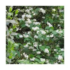 Seringat Virginal/pot De 4l - 40/60 Cm