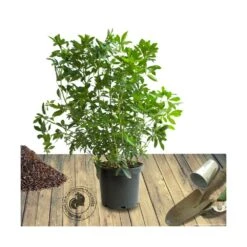 Oranger Du Mexique Ternata/pot De 15l - 60/80 Cm 5 Oranger Du Mexique Ternata/pot De 15l - 60/80 Cm -VIDAXL Soldes Magasin 63ed377e74b0d1.16535430