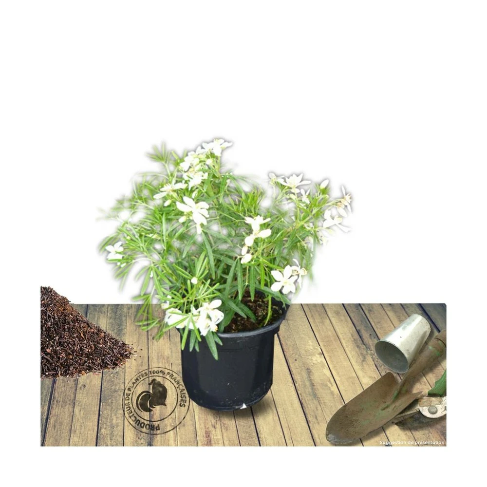 Oranger Du Mexique Ternata White Dazzler® 'londaz'/pot De 7,5l - 60/80 Cm 3 Oranger Du Mexique Ternata White Dazzler® 'londaz'/pot De 7,5l - 60/80 Cm