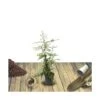 Buisson Ardent Coccinea Orange Glow/pot De 3l - 60/80 Cm -VIDAXL Soldes Magasin 63ed381e3fc199.41450856