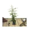Buisson Ardent Coccinea Soleil D'or/pot De 7,5l - 100/150 Cm 1 Buisson Ardent Coccinea Soleil D'or/pot De 7,5l - 100/150 Cm -VIDAXL Soldes Magasin 63ed381f9b73d6.04634231
