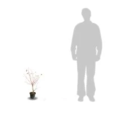 Cornouiller Blanc Alba Elegantissima/pot De 4l - 40/60 Cm 5 Cornouiller Blanc Alba Elegantissima/pot De 4l - 40/60 Cm -VIDAXL Soldes Magasin 63ed382ddaeab3.64950685