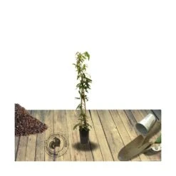 Clématite Armandii Snowdrift/pot De 3l - Echelle Bambou 60/120 Cm -VIDAXL Soldes Magasin 63ed44b3237404.34906599