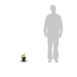 Clématite Viticella Avant Garde™ 'evipo033'/godet. 7 Clématite Viticella Avant Garde™ 'evipo033'/godet. -VIDAXL Soldes Magasin 63ed44e09f12b4.04360792