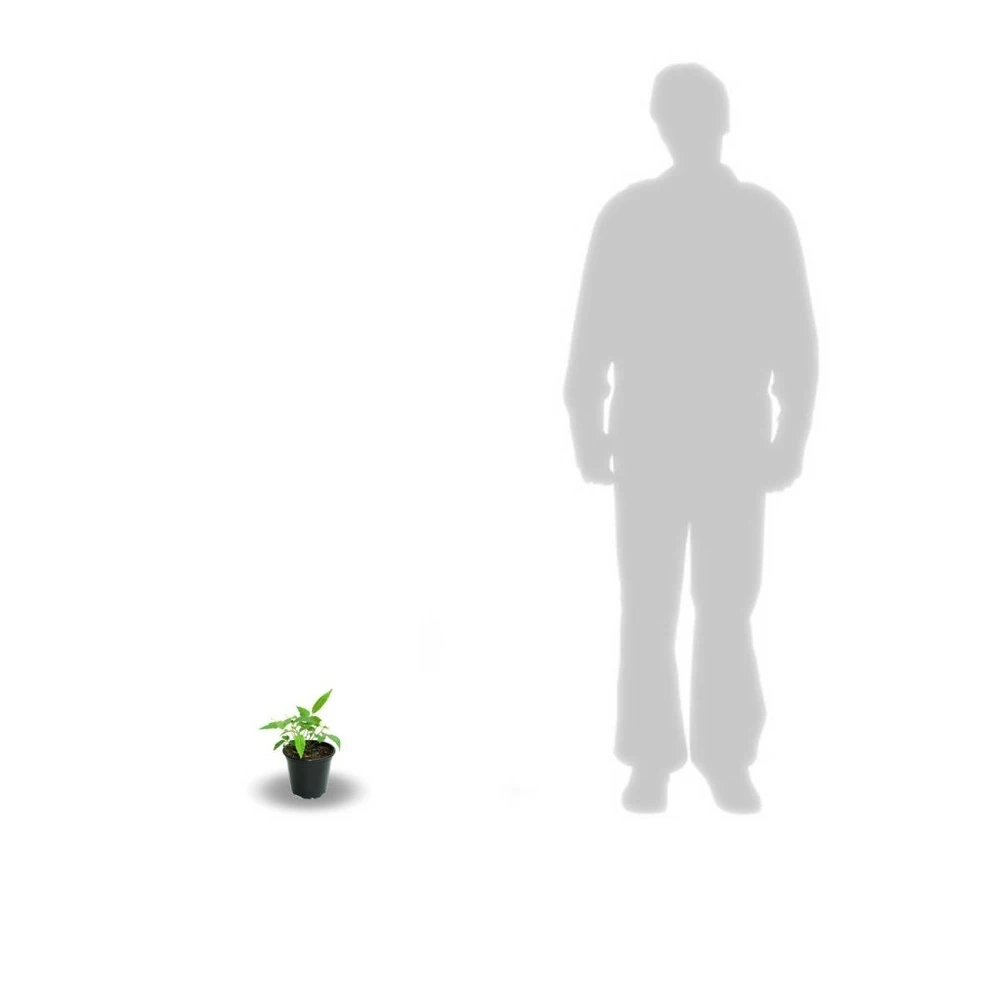 Clématite Viticella Avant Garde™ 'evipo033'/godet. 5 Clématite Viticella Avant Garde™ 'evipo033'/godet. – Image 3