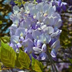 VIDAXL Soldes Magasin 76 Glycine De Chine Sinensis Caroline/pot De 3l - Echelle Bambou 60/120 Cm