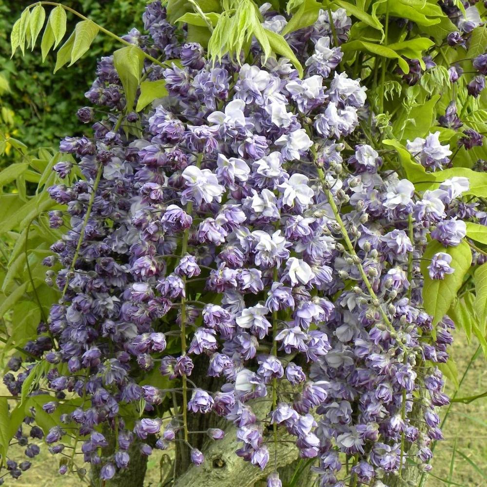 Glycine Du Japon Floribunda Violacea Plena/pot De 3l - 60/120 Cm 3 Glycine Du Japon Floribunda Violacea Plena/pot De 3l - 60/120 Cm