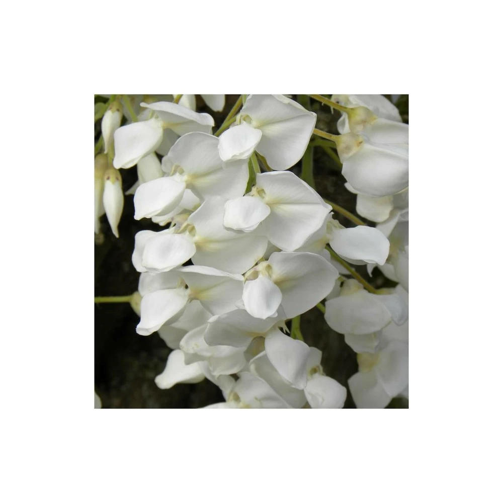 Glycine Soyeuse Venusta/pot De 1,5l - Tuteur Bambou 30/60 Cm 4 Glycine Soyeuse Venusta/pot De 1,5l - Tuteur Bambou 30/60 Cm – Image 2