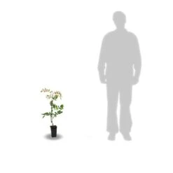 Glycine Soyeuse Venusta/pot De 1,5l - Tuteur Bambou 30/60 Cm 9 Glycine Soyeuse Venusta/pot De 1,5l - Tuteur Bambou 30/60 Cm -VIDAXL Soldes Magasin 63ed465f4f3b37.19069855