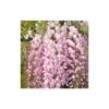 Glycine Du Japon Floribunda Pink Ice/pot De 3l - Echelle Bambou 60/120 Cm 1 Glycine Du Japon Floribunda Pink Ice/pot De 3l - Echelle Bambou 60/120 Cm -VIDAXL Soldes Magasin 63ed46d88758f3.09494521