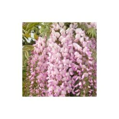 VIDAXL Soldes Magasin 74 Glycine Du Japon Floribunda Pink Ice/pot De 3l - Echelle Bambou 60/120 Cm