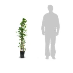 Clématite Armandii Snowdrift/pot De 6l - Tipi Bambou 90/150 Cm -VIDAXL Soldes Magasin 63ed526f6af959.88319790