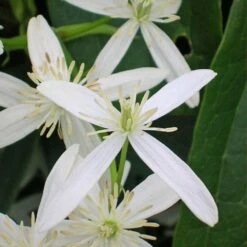 VIDAXL Soldes Magasin 82 Clématite Armandii Snowdrift/pot De 6l - Tipi Bambou 90/150 Cm