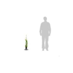 Chèvrefeuille Periclymenum Serotina/pot De 1,5l - Tuteur Bambou 30/60 Cm -VIDAXL Soldes Magasin 63efe6562eac30.15111862