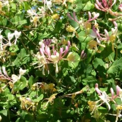 Chèvrefeuille Periclymenum Serotina/pot De 1,5l - Tuteur Bambou 30/60 Cm