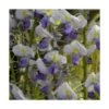 Glycine Du Japon Floribunda Cascade/pot De 3l - Echelle Bambou 60/120 Cm -VIDAXL Soldes Magasin 63efe6618c6f42.88360350