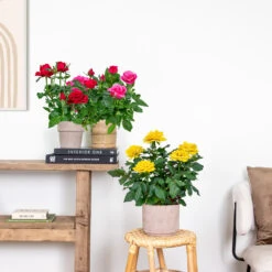 3x Mélange De Rosiers En Pot – Rosa – Patio & Plante D'intérieur – ⌀12cm – ↕20-30cm -VIDAXL Soldes Magasin 63f3b946bd22a2.84993476