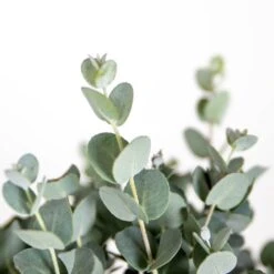 Eucalyptus Gunnii - Gommier - Arbuste - Persistant – ⌀17 Cm - ↕40-50 Cm 9 Eucalyptus Gunnii - Gommier - Arbuste - Persistant – ⌀17 Cm - ↕40-50 Cm -VIDAXL Soldes Magasin 63f3b94e4d0619.39591712