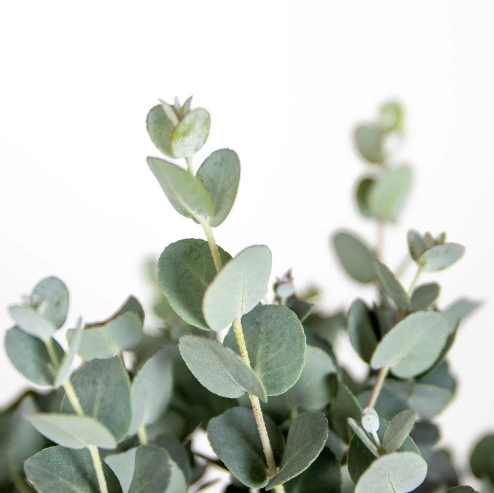 Eucalyptus Gunnii - Gommier - Arbuste - Persistant – ⌀17 Cm - ↕40-50 Cm 6 Eucalyptus Gunnii - Gommier - Arbuste - Persistant – ⌀17 Cm - ↕40-50 Cm – Image 4