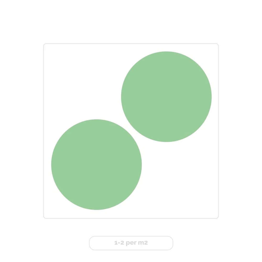 Eucalyptus Gunnii - Gommier - Arbuste - Persistant – ⌀17 Cm - ↕40-50 Cm 5 Eucalyptus Gunnii - Gommier - Arbuste - Persistant – ⌀17 Cm - ↕40-50 Cm – Image 3