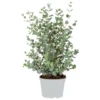 Eucalyptus Gunnii - Gommier - Arbuste - Persistant – ⌀17 Cm - ↕40-50 Cm -VIDAXL Soldes Magasin 63f3b94e72c956.84697198