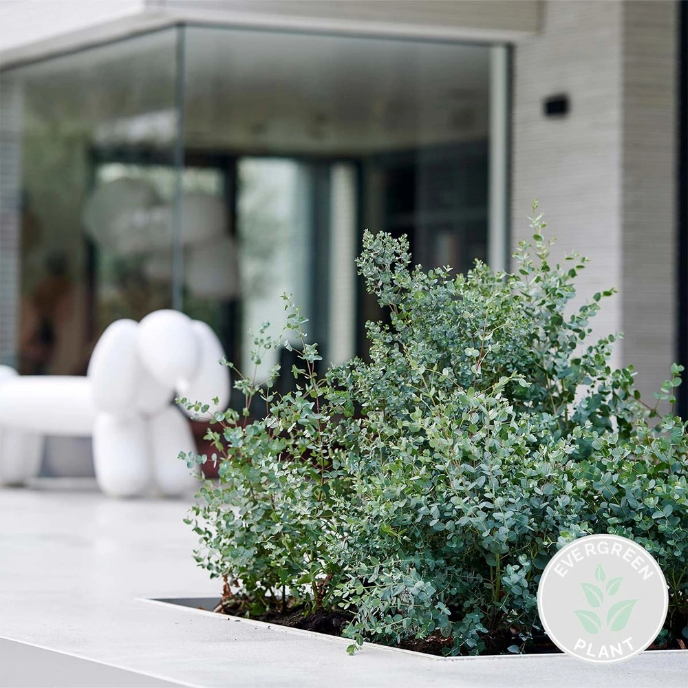 Eucalyptus Gunnii - Gommier - Arbuste - Persistant – ⌀17 Cm - ↕40-50 Cm 4 Eucalyptus Gunnii - Gommier - Arbuste - Persistant – ⌀17 Cm - ↕40-50 Cm – Image 2