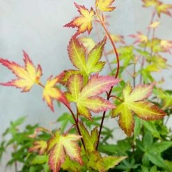 Acer Palmatum 'little Princess' – érable Du Japon – Arbuste - Rustique – ⌀19 Cm - ↕40-50 Cm -VIDAXL Soldes Magasin 63f3b95f4ce7f5.69030143