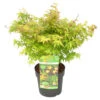 Acer Palmatum 'little Princess' – érable Du Japon – Arbuste - Rustique – ⌀19 Cm - ↕40-50 Cm 1 Acer Palmatum 'little Princess' – érable Du Japon – Arbuste - Rustique – ⌀19 Cm - ↕40-50 Cm -VIDAXL Soldes Magasin 63f3b95f55f939.03838412