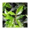 Laurier Du Portugal Angustifolia/pot De 3l - 40/60 Cm -VIDAXL Soldes Magasin 63f4b5f61c7319.00410237
