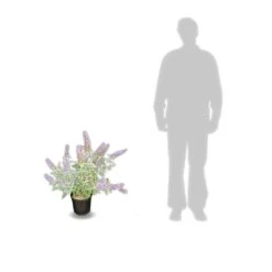 Arbre Aux Papillons Davidii Lochinch/pot De 7,5l - 60/80 Cm 6 Arbre Aux Papillons Davidii Lochinch/pot De 7,5l - 60/80 Cm -VIDAXL Soldes Magasin 63f4b609315102.48815059