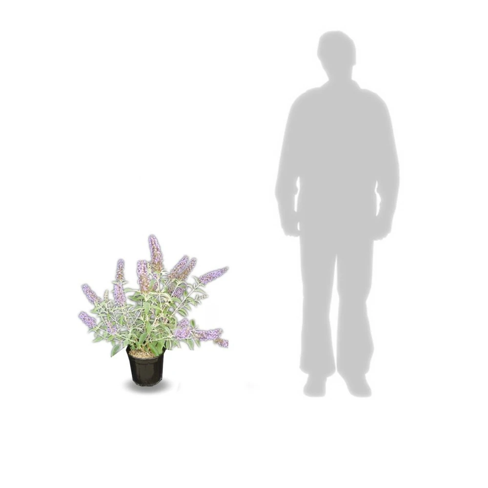 Arbre Aux Papillons Davidii Lochinch/pot De 7,5l - 60/80 Cm 4 Arbre Aux Papillons Davidii Lochinch/pot De 7,5l - 60/80 Cm – Image 3