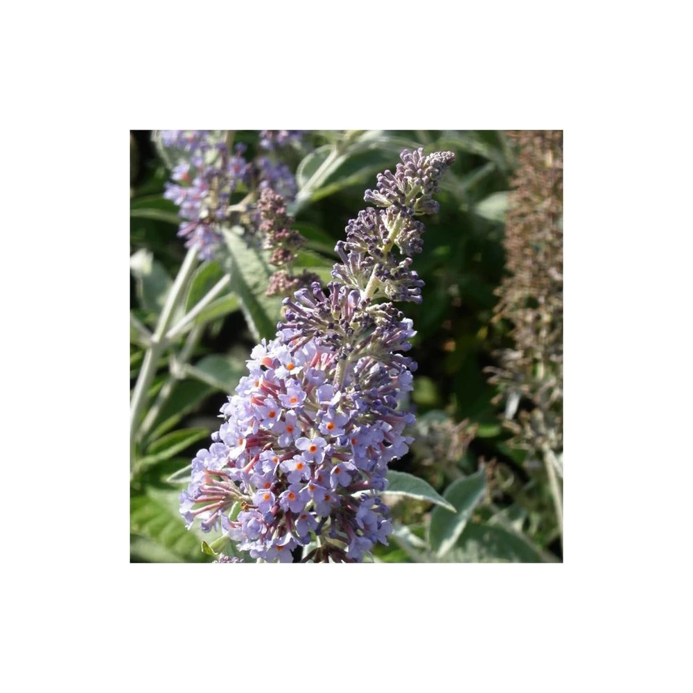 Arbre Aux Papillons Davidii Lochinch/pot De 7,5l - 60/80 Cm 2 Arbre Aux Papillons Davidii Lochinch/pot De 7,5l - 60/80 Cm