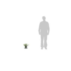 Ceanothe Delilianus Henry Desfosse/pot De 3l - 20/40 Cm -VIDAXL Soldes Magasin 63f4b648df0384.25797546