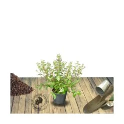 Ceanothe Delilianus Henry Desfosse/pot De 3l - 20/40 Cm -VIDAXL Soldes Magasin 63f4b648e806a3.66233858