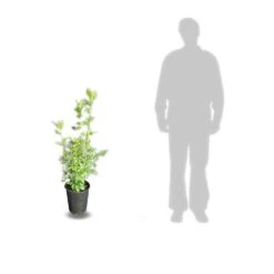 Hibiscus Syriacus French Point® 'minfren'/pot De 7,5l - 60/80 Cm -VIDAXL Soldes Magasin 63f4b64e413ff8.75139261