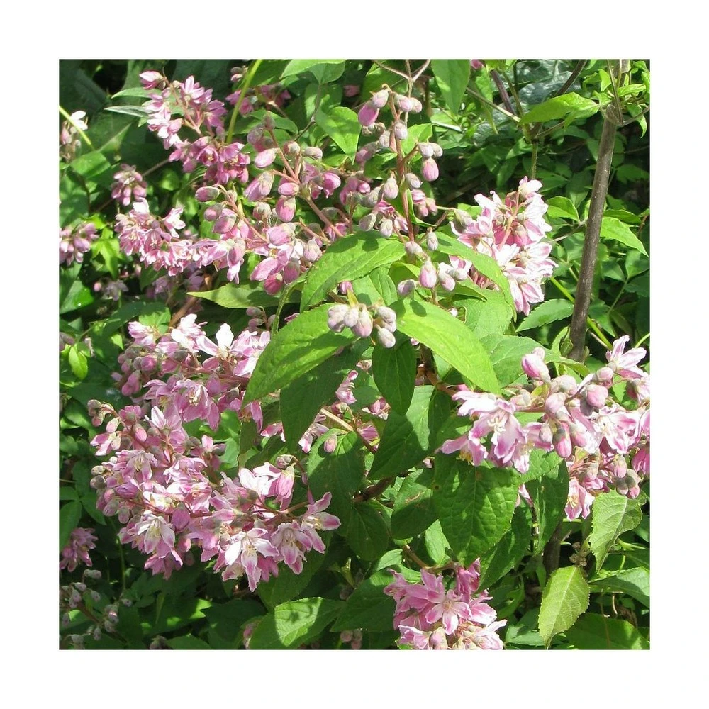 Deutzie Magnifica Tourbillon Rouge/pot De 4l - 40/60 Cm 3 Deutzie Magnifica Tourbillon Rouge/pot De 4l - 40/60 Cm