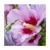 Hibiscus Syriacus Woodbridge/pot De 4l - 40/60 Cm 1 Hibiscus Syriacus Woodbridge/pot De 4l - 40/60 Cm -VIDAXL Soldes Magasin 63f4b654c3edb2.40011452