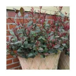 Photinia X Fraseri Little Red Robin/pot De 7,5l - 40/60 Cm -VIDAXL Soldes Magasin 63f4b9d24b4bd7.35702600