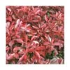 Photinia X Fraseri Little Red Robin/pot De 7,5l - 40/60 Cm 1 Photinia X Fraseri Little Red Robin/pot De 7,5l - 40/60 Cm -VIDAXL Soldes Magasin 63f4b9d24f6f91.12561723