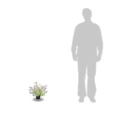 Arbre Aux Papillons Davidii Empire Blue/pot De 3l - 20/40 Cm 7 Arbre Aux Papillons Davidii Empire Blue/pot De 3l - 20/40 Cm -VIDAXL Soldes Magasin 63f4b9e5634402.74822085