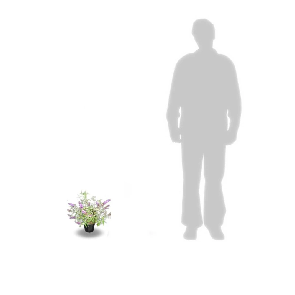 Arbre Aux Papillons Davidii Empire Blue/pot De 3l - 20/40 Cm 5 Arbre Aux Papillons Davidii Empire Blue/pot De 3l - 20/40 Cm – Image 3