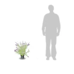 Arbre Aux Papillons Davidii Black Knight/pot De 4l - 40/60 Cm 7 Arbre Aux Papillons Davidii Black Knight/pot De 4l - 40/60 Cm -VIDAXL Soldes Magasin 63f4b9ebbeb436.52219515