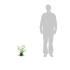 Arbre Aux Papillons Davidii Nanho Blue/pot De 3 L - 40/50 Cm -VIDAXL Soldes Magasin 63f4b9fa3ae501.28215871