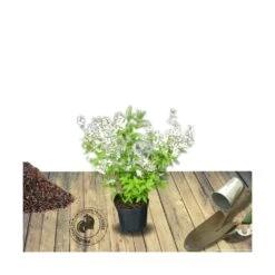 Deutzie X Magnifica/pot De 4l - 40/60 Cm 6 Deutzie X Magnifica/pot De 4l - 40/60 Cm -VIDAXL Soldes Magasin 63f4ba14662fd3.73577792