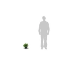 Potentille Fruticosa Red Ace/pot De 3l - 40/60 Cm 5 Potentille Fruticosa Red Ace/pot De 3l - 40/60 Cm -VIDAXL Soldes Magasin 63f4ba182f8b51.90939908